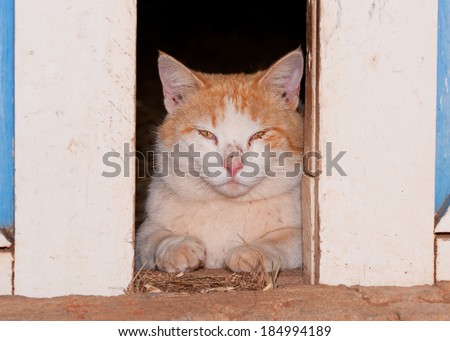 White and ginger tomcat looking through barn doors at the viewer