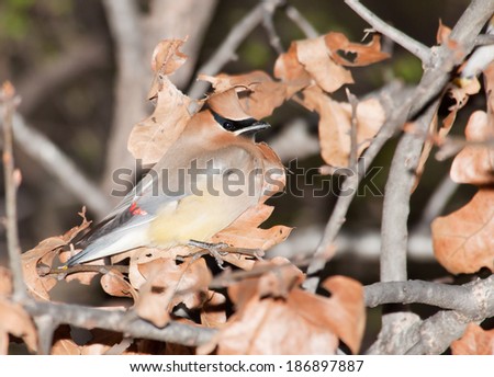 Cedar Waxwing, Bombycilla cedrorum camouflaged in an oak tree among dry leaves, making it difficult to find for predators