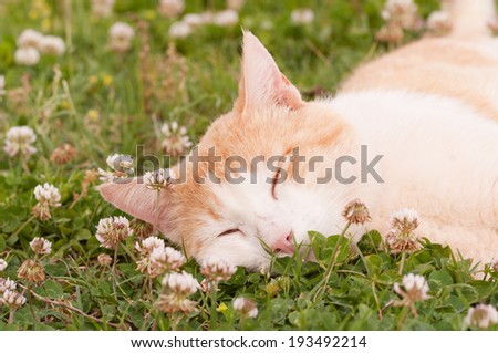 Happy cat sleeping peacefully in white clover