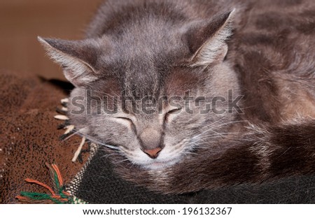 Closeup of a blue tabby cat sleeping on the back of a couch