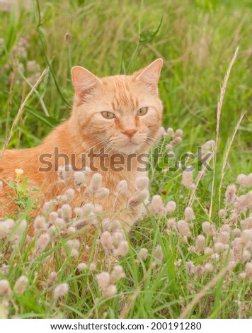Beautiful ginger tabby cat in tall grass with wildflowers, looking at the viewer