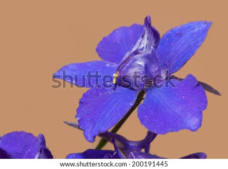 Closeup of a deep purple Larkspur flower