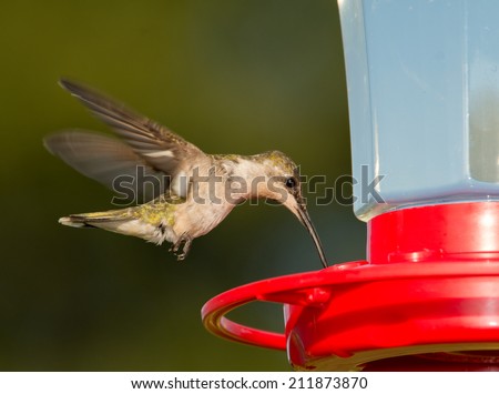 Female Ruby-throated Hummingbird hovering and feeding at a feeder against green background