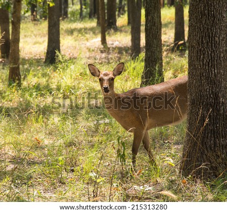 Sika Deer, Cervus nippon, in forest, looking at the viewer partially from behind a tree
