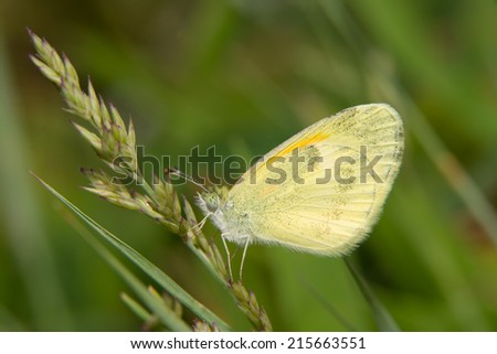 Dainty Sulphur butterfly, the smallest North American pierid, resting on grass
