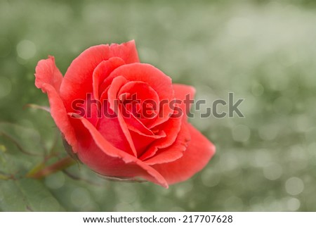 Dreamy image of a flaming red rose on green
