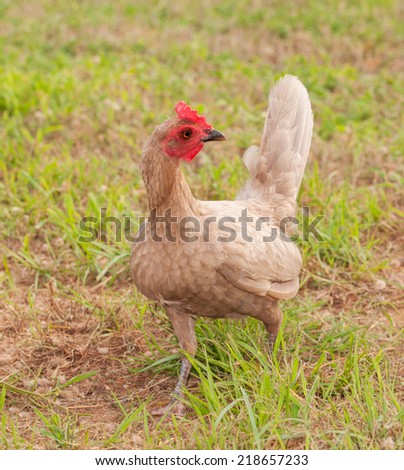 Blue bantam Old English game hen outdoors in grass