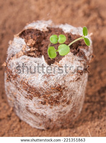 Tiny seedlings growing in peat moss pellet