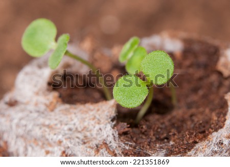 Seedlings growing in a peat moss pellet in spring
