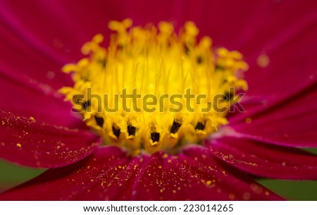 Macro of a magenta Cosmos flower, with pollen scattered on petals
