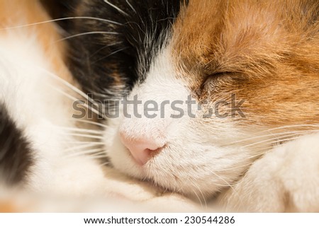 Closeup of a sleeping calico cat