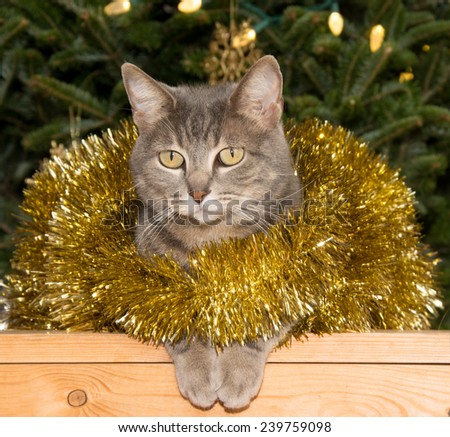 Blue tabby cat in golden tinsel with a Christmas tree background