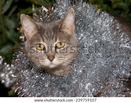 Blue tabby cat with silver tinsel, against green christmas tree background