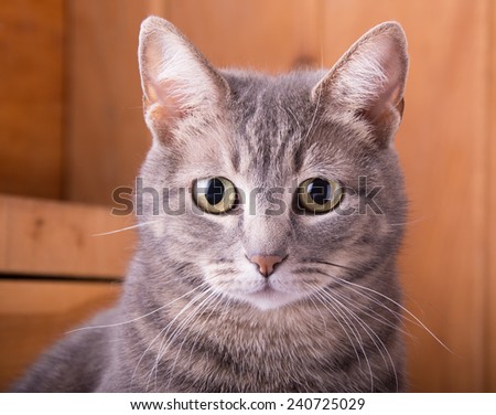 Closeup of a blue tabby cat, with a rustic wood background