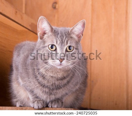 Blue tabby cat on rustic wooden steps