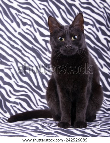 Beautiful black cat sitting against a zebra striped background, looking attentively at the viewer