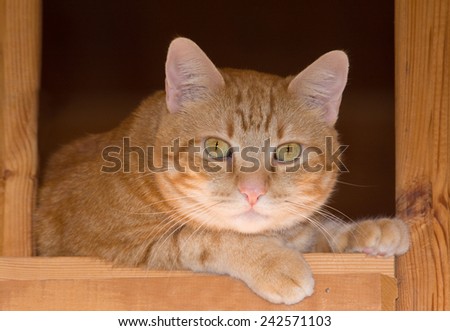 Ginger tabby cat resting on a rustic wooden staircase, looking attentively down at the viewer