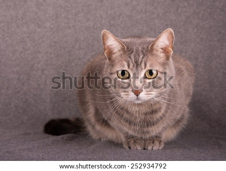 Blue tabby cat against light gray background