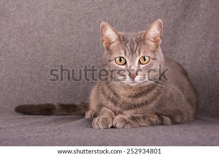 Blue tabby cat lying down against light gray background