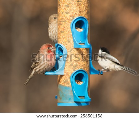 Male House Finch at feeder, eating seeds, with a female on the background and a Chickadee just taking flight