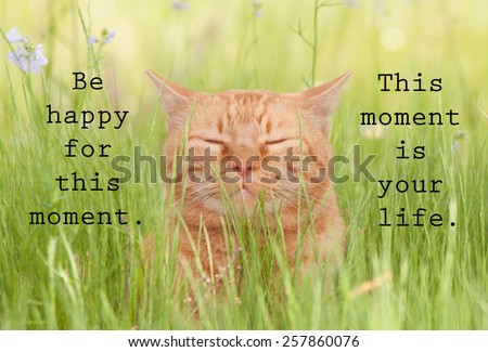 Be happy for this moment. This moment is your life - an inspirational quote by Omar Khayyam, with an image of a happy orange cat in green grass