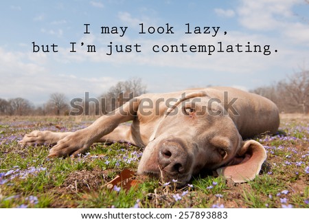 I may look lazy, but I\'m just contemplating - quote with an image of a lazy dog lying in spring grass, looking at the viewer