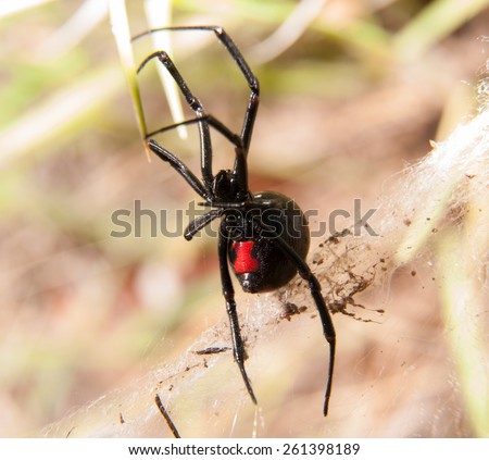 Black Widow spider outdoors, with her red hourglass marking visible on the abdomen