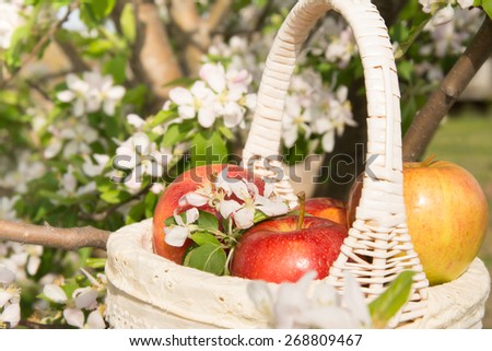 Basket with apples in a blooming apple tree