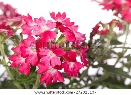 Closeup of two toned Verbena flowers in red and pink