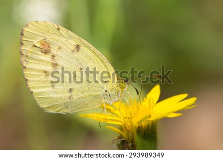 Dainty Sulphur butterfly, the smallest North American pierid resting on a yellow wildflower