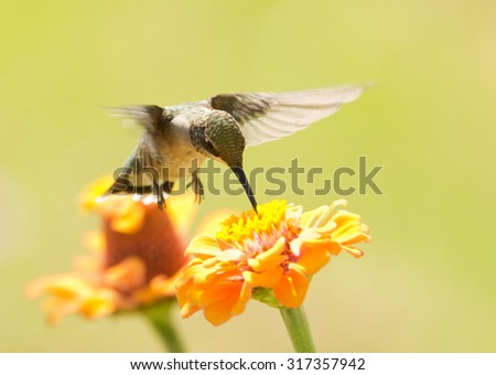 Hummingbird feeding on an orange Zinnia flower, with a bright green summer background