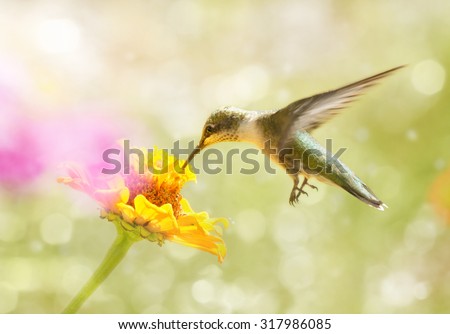 Dreamy image of a juvenile male Ruby-throated Hummingbird feeding on an orange Zinnia flower