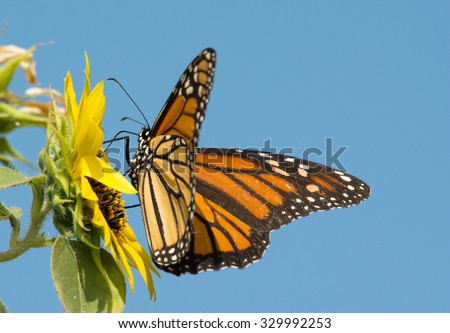 Monarch butterfly feeding on a Sunflower with blue sky background