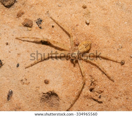 Small yellow spider with only six legs, missing one in back on left, and one in front on right side