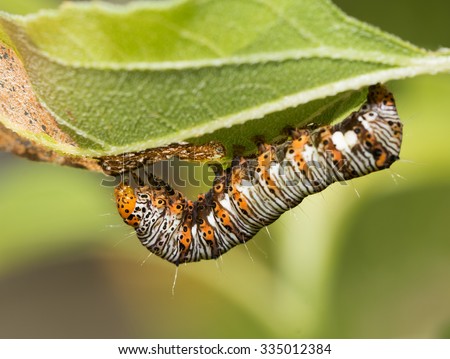 Eight-spotted Forester caterpillar