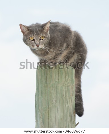 Blue tabby cat on top of a fence post, looking scared of something