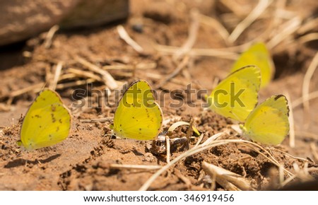 Group of Little Yellow, Eurema lisa butterflies seeking nutrients from wet soil