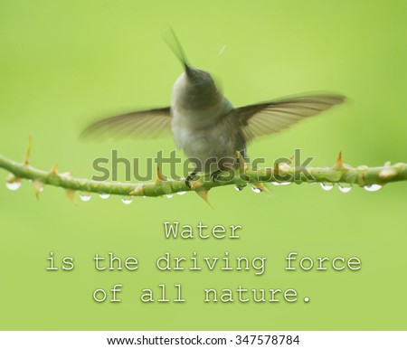 Water is the driving force of all nature - quote with a Hummingbird shaking water off while sitting on a rose branch with raindrops