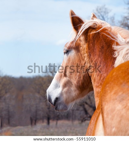 Belgian Draft horse gazing into the distance with his ears pricked