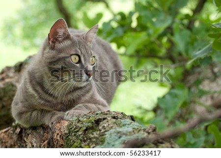 Spotted blue tabby cat in a tree