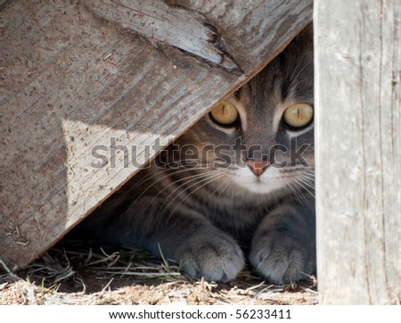 Hide a kitty - cat hiding under wooden steps