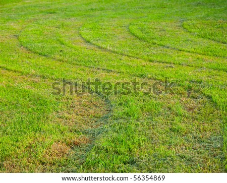Unevenly cut grass