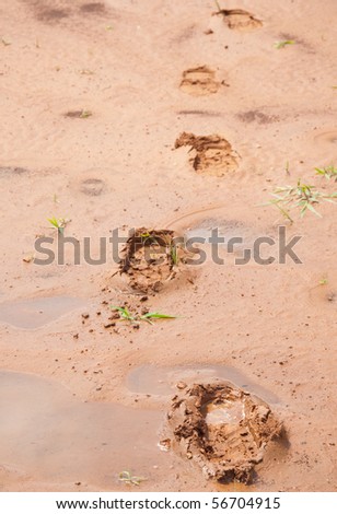 Footprints in muddy red dirt with water