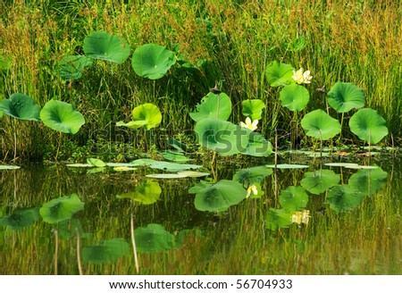 Water lilies and their reflection in a cattle watering pond in rural area