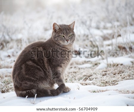 Blue tabby cat in snow on a foggy winter morning