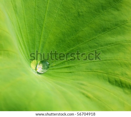 Water lily leaf with a water drop in sunshine