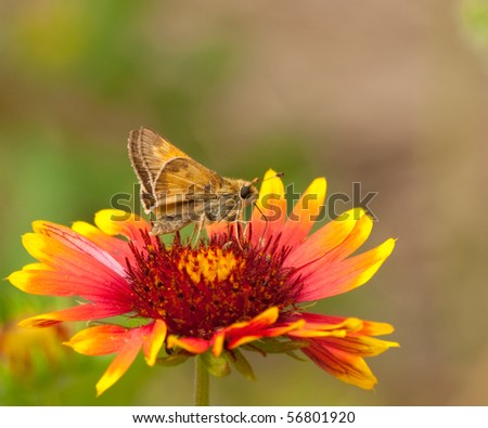 Indian Skipper Butterfly feeding on Indian Blanket flower