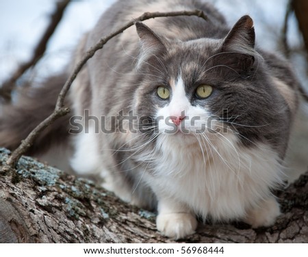 Beautiful blue, white and cream calico cat in a tree