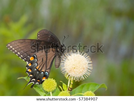 Black morph of an Eastern Tiger Swallowtail butterfly feeding on buttonbush flower