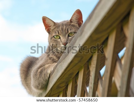 Blue tabby cat resting on deck railing